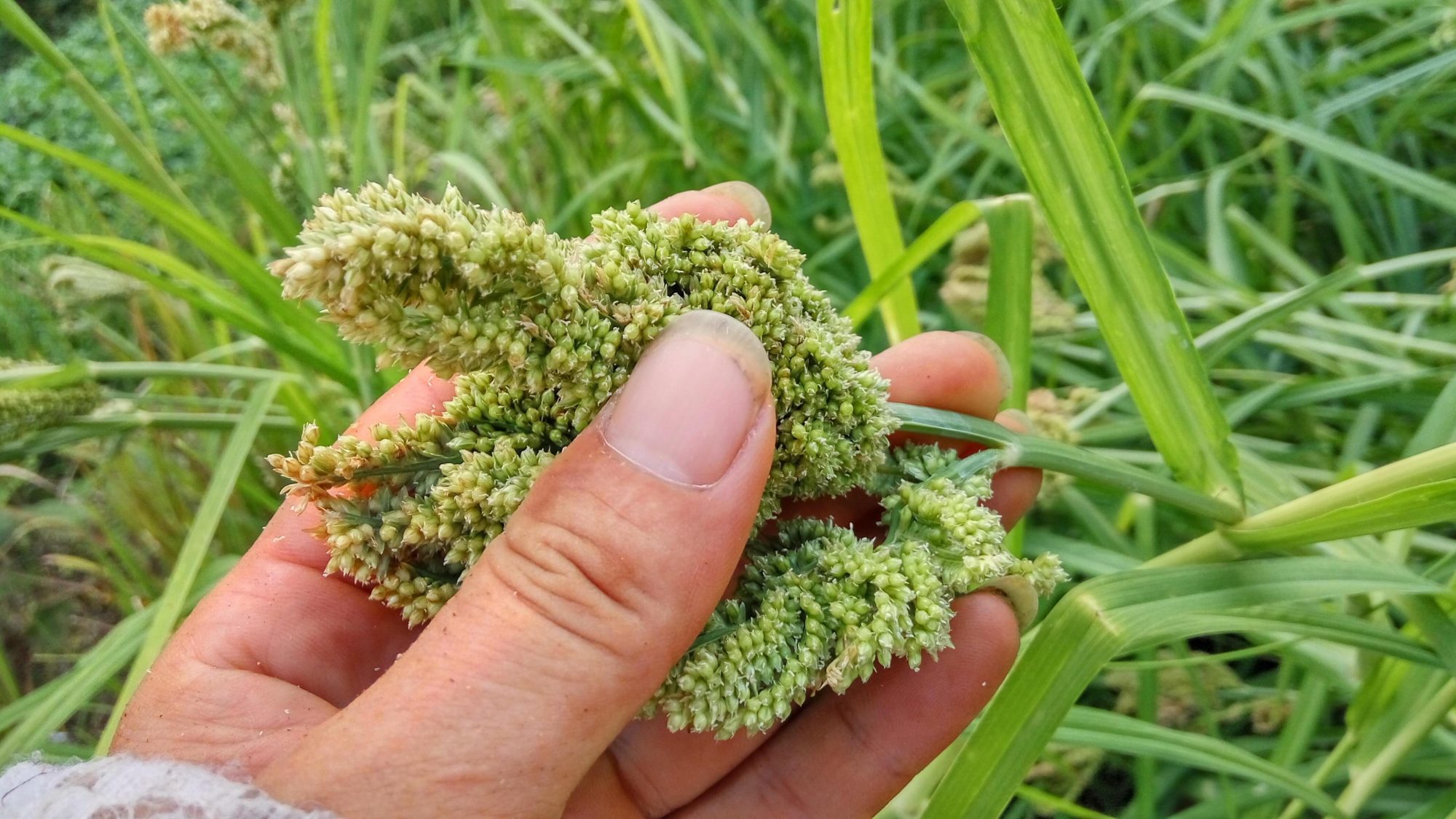 湖南新化家家种植的糁子,果实称为黑珍珠,做成粑蒸鸡吃最美味