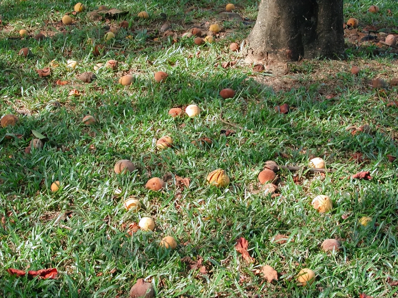 果树出现落花落果的原因分析,从水分管理和微量元素出发