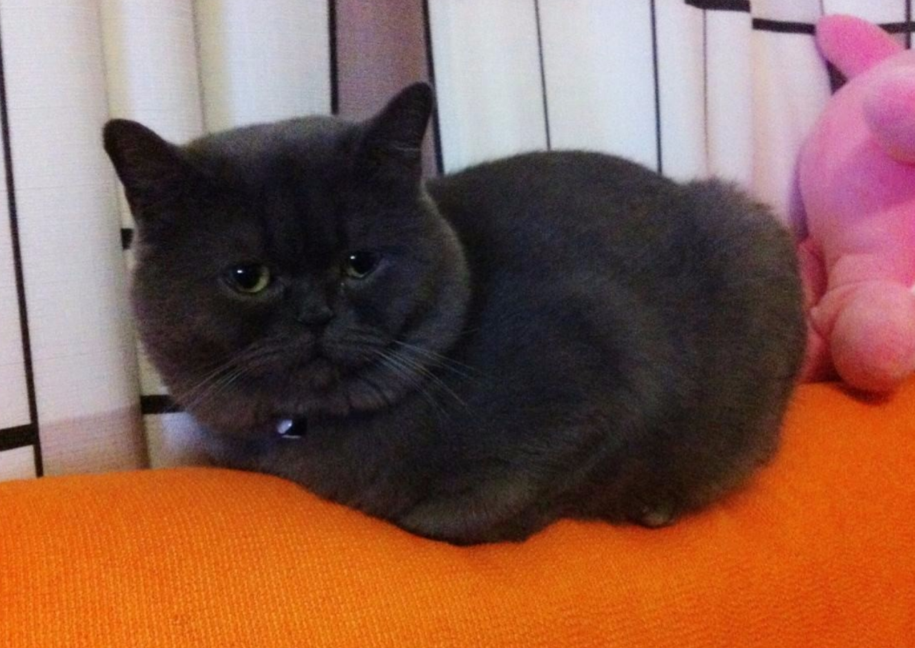 家猫野外带回小狸花猫,将其藏在家门口,偷偷养着小猫