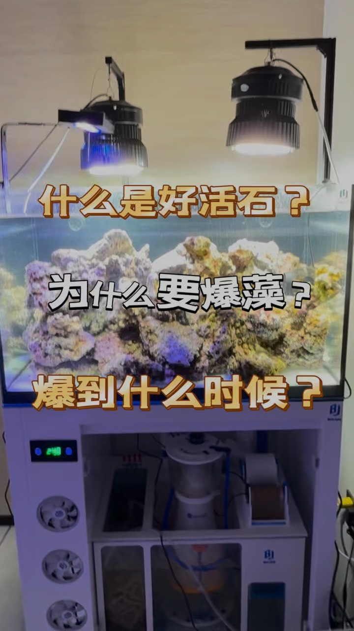 活石爆藻过程图片