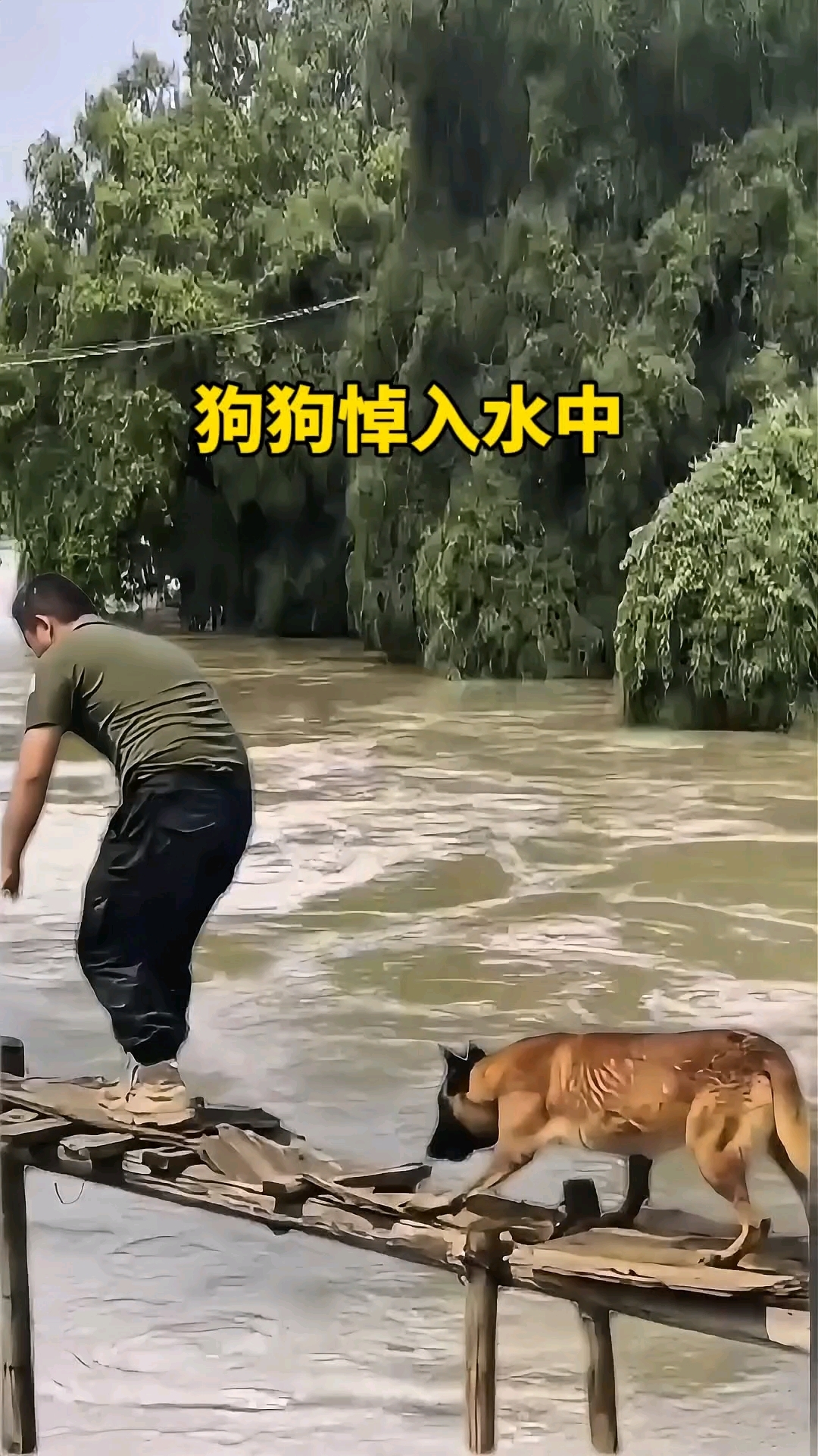 狗狗太大意掉入水中