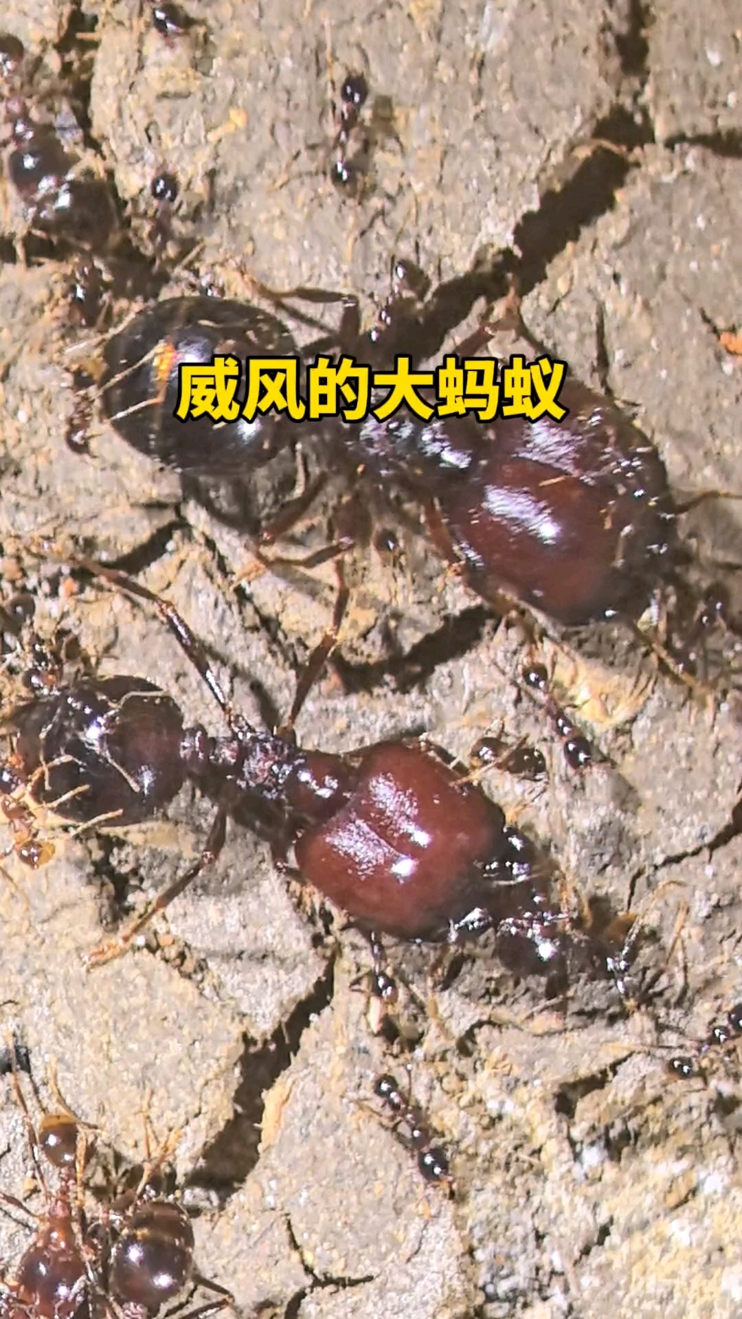 威风的大蚂蚁