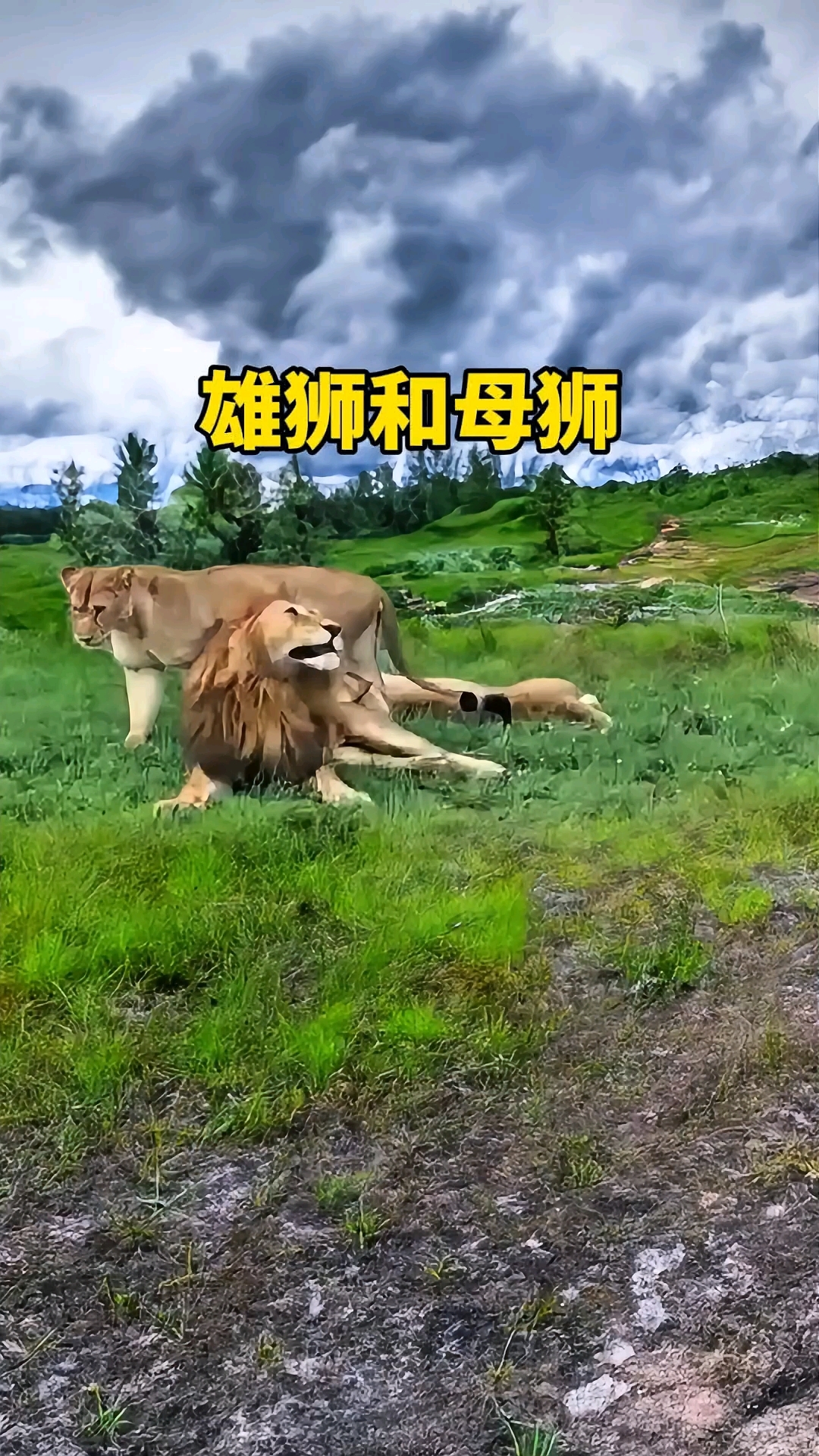 新狮王会杀怀孕的母狮吗