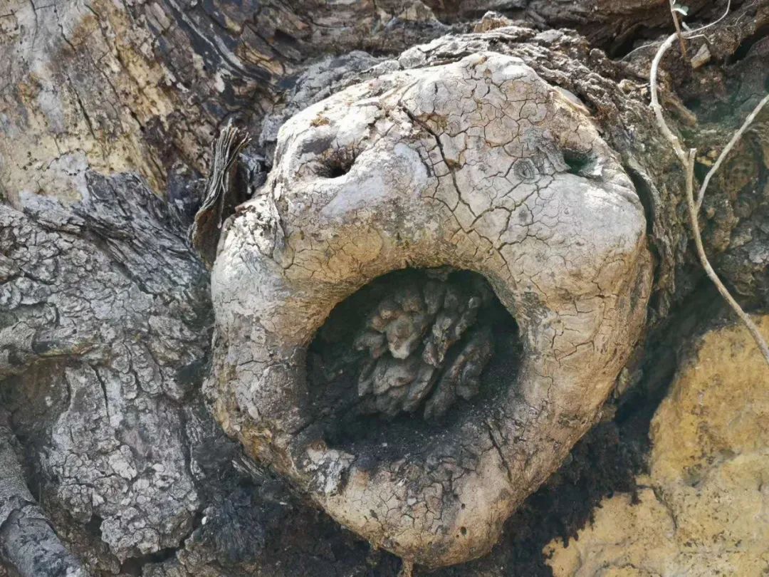 跟着向秋游山水|再访石莱两棵古树