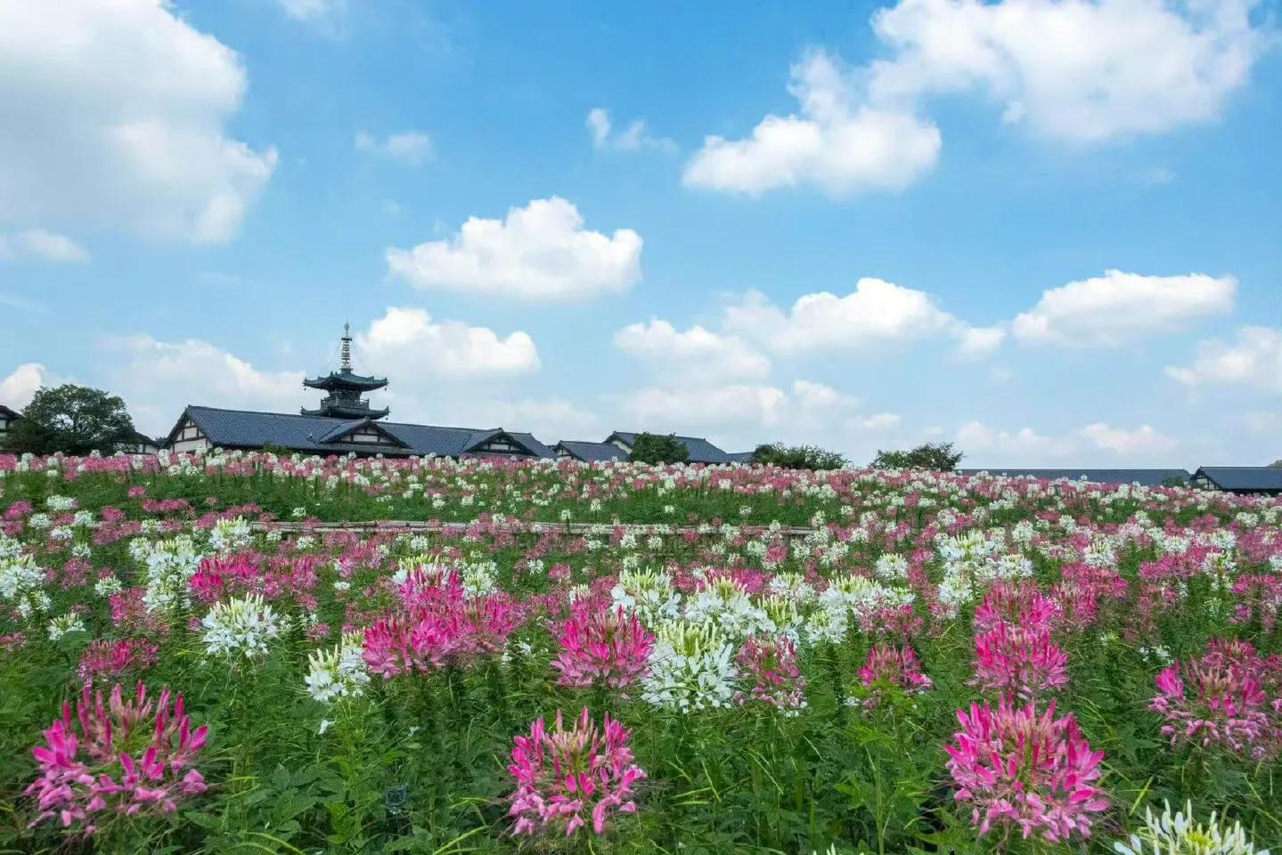 520,拈花湾梵天花海更显浪漫与甜蜜!