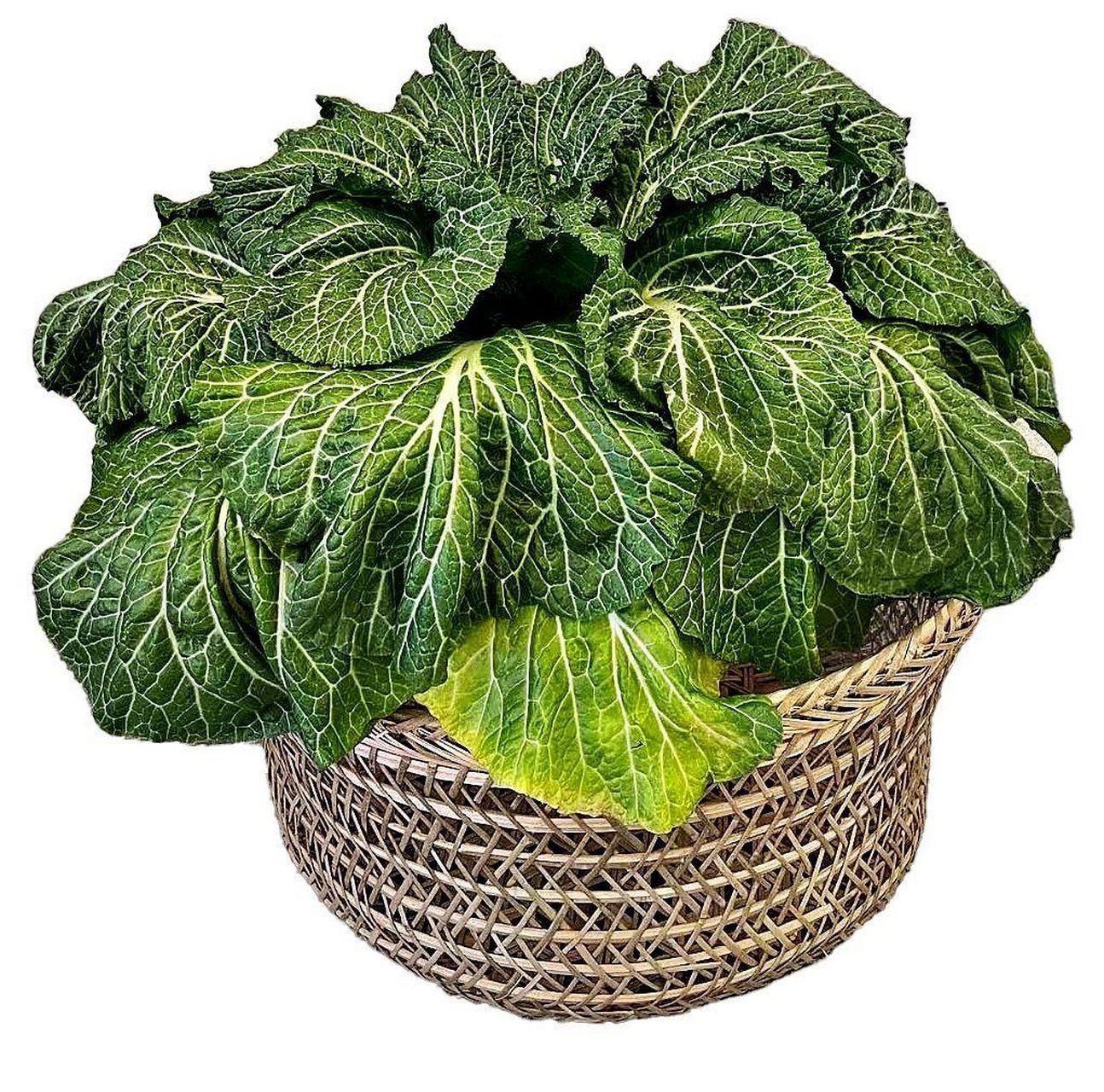 香青菜是苏州吴江的特产,仅在吴江东太湖一带生长,以其独特的糯香味道