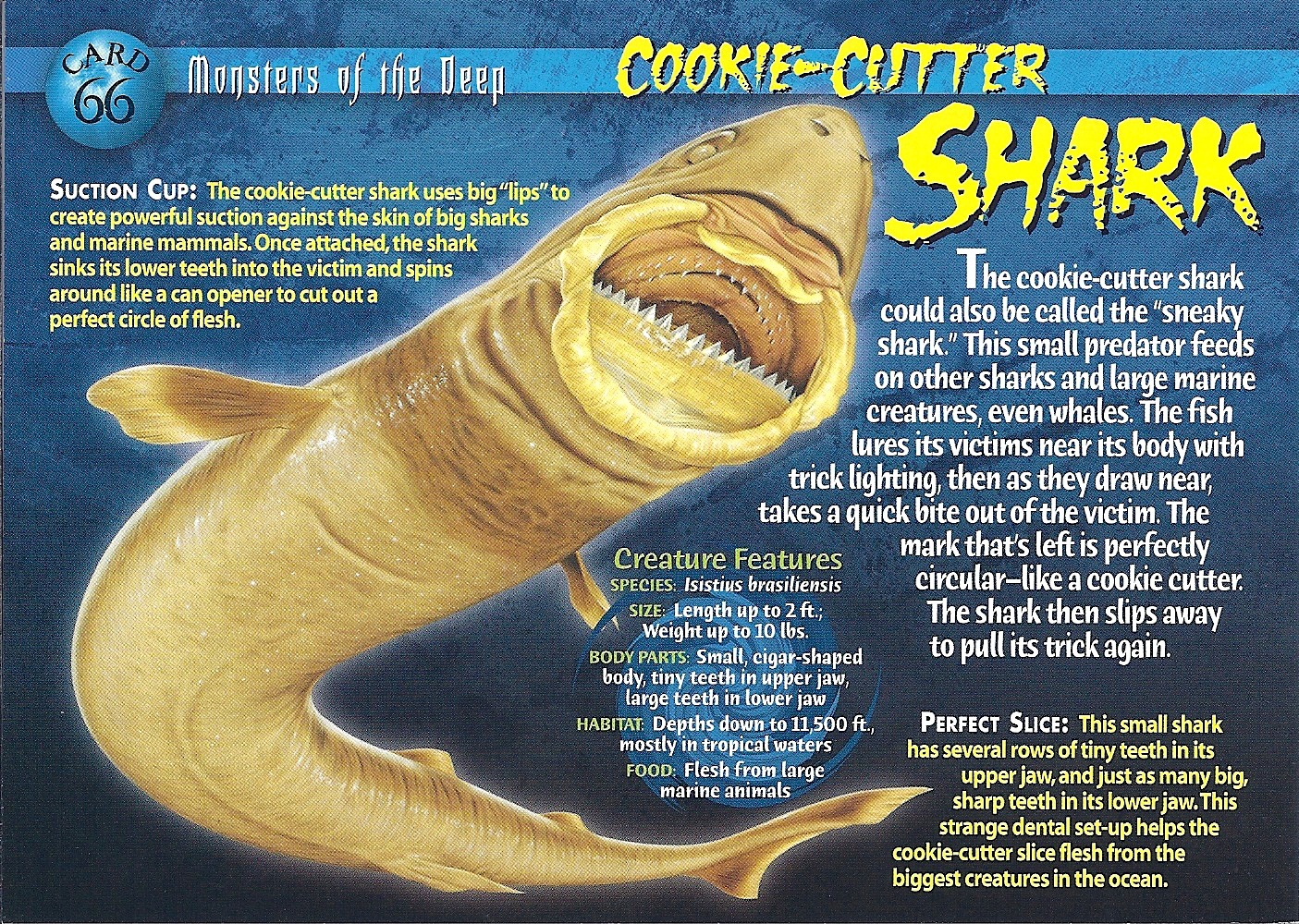 雪茄达摩鲨的牙齿图片