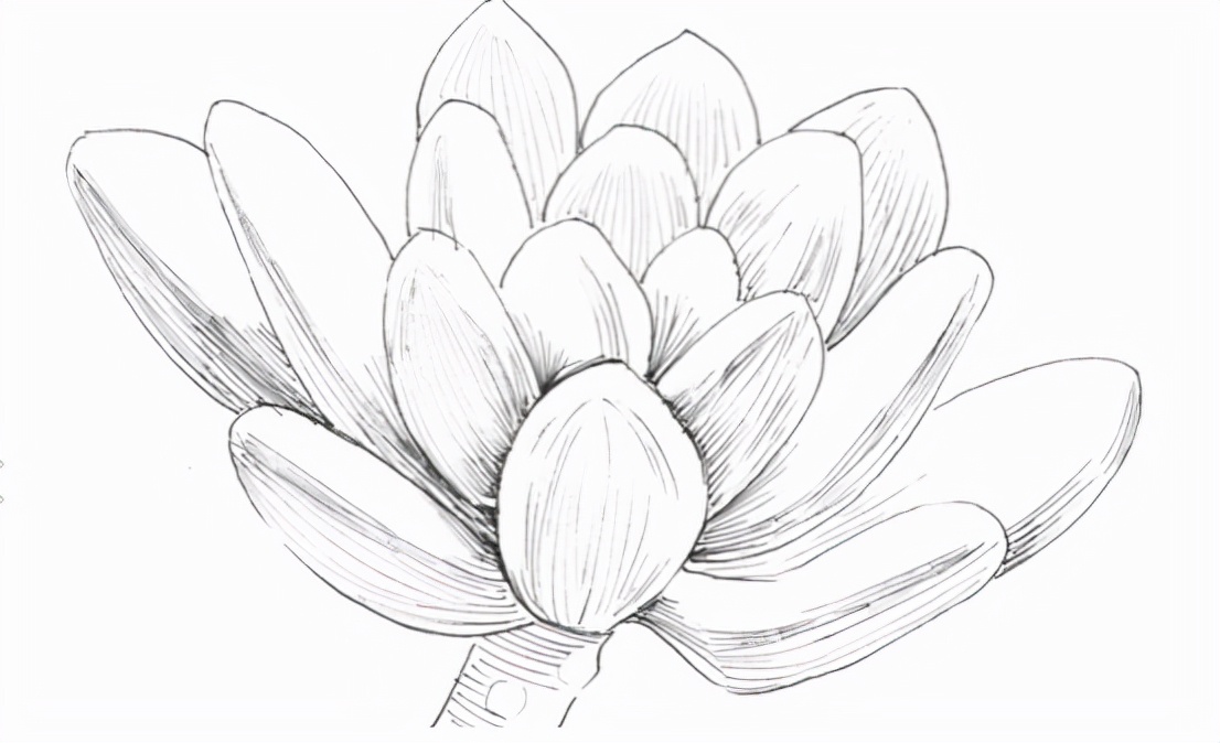 钢笔针管笔画一盆多肉植物 分解图如下