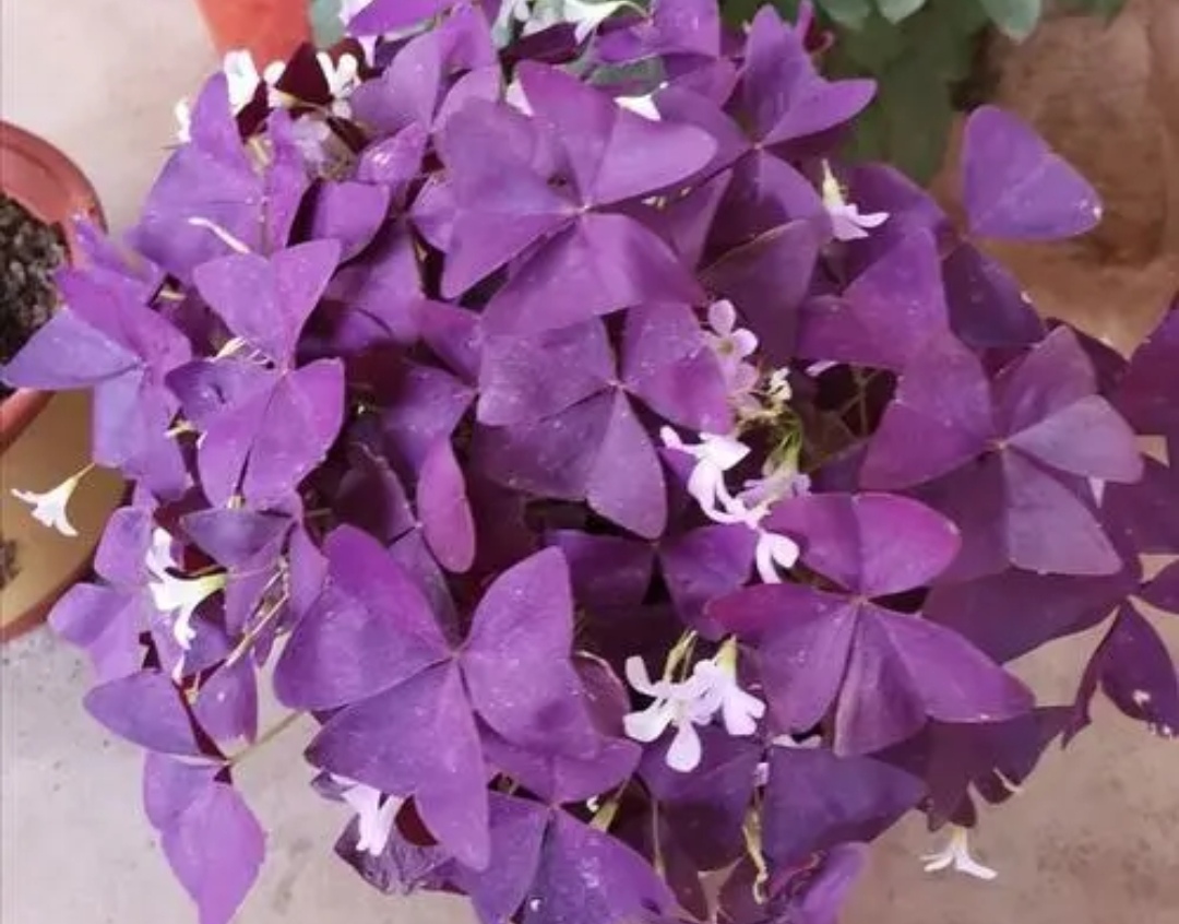 1种紫色植物叶子像蝴蝶好养又漂亮