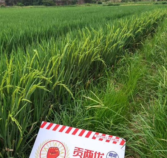 优质再生稻品种贡两优粤农丝苗,米质2级,大穗高产,耐高温抗倒