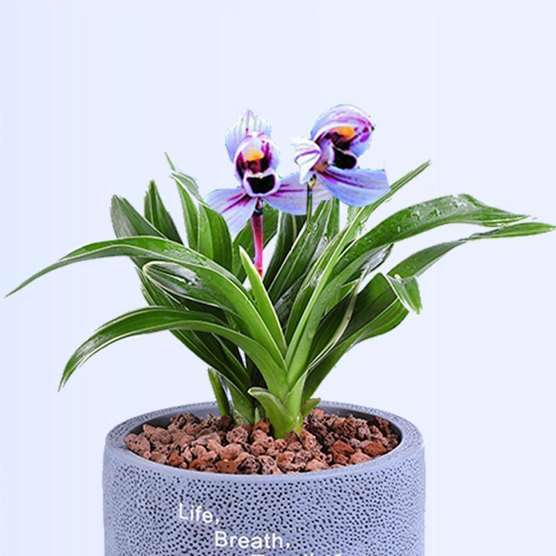 建兰新品"紫月荷",花香怡人,又美又仙,让人爱不释手