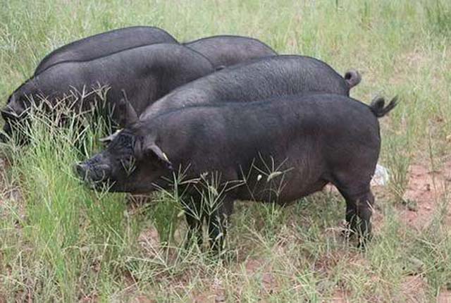 黑猪- 热门商品专区