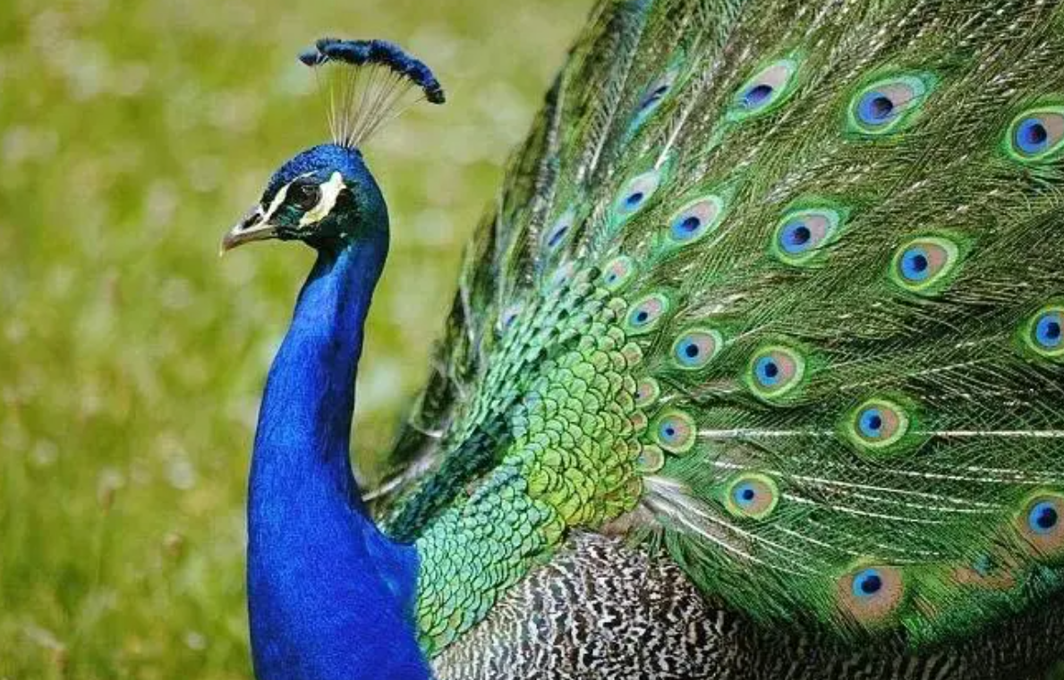 海南小伙救下受伤孔雀,2年后遭遇毒蛇攻击,孔雀将其啄的皮破血流