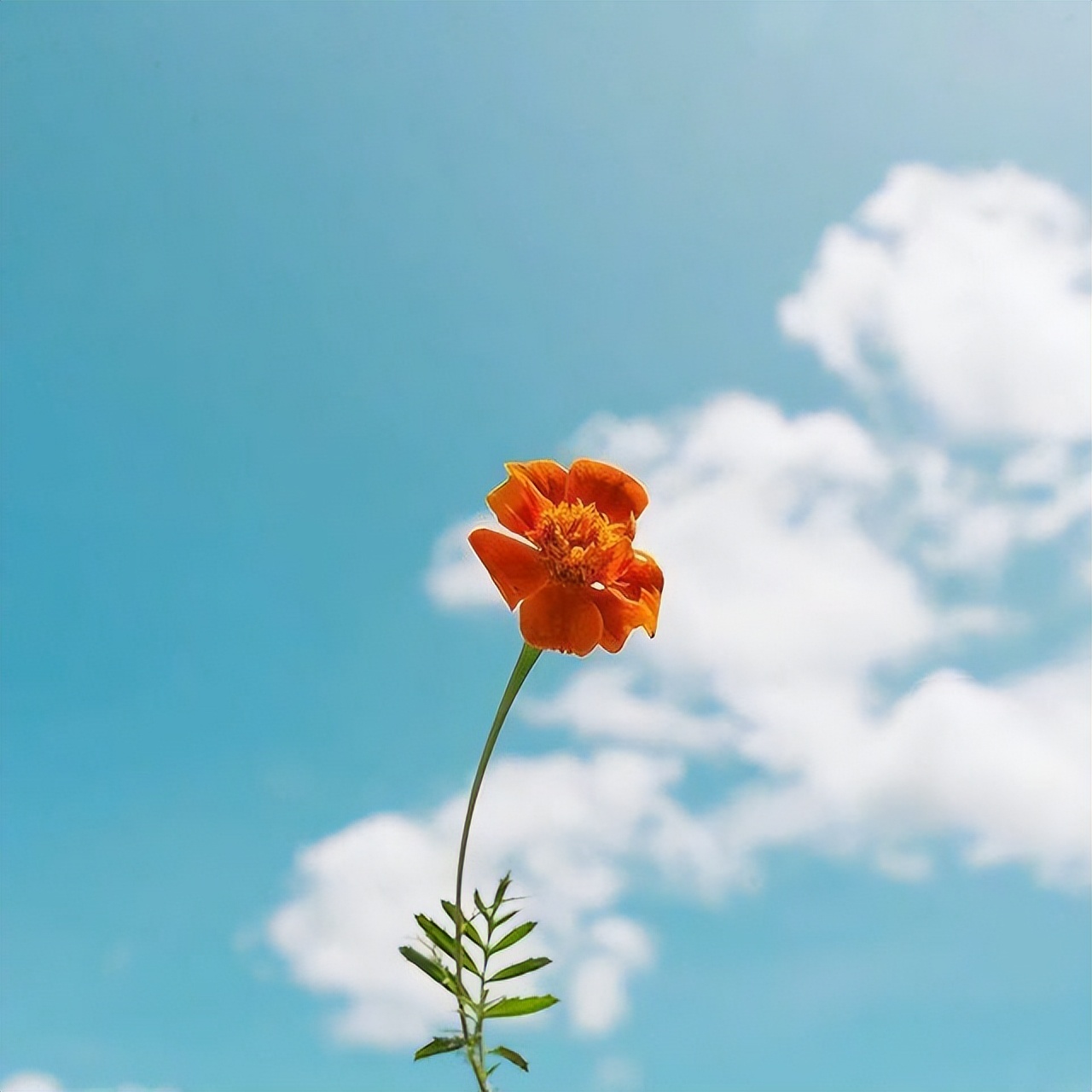 朋友圈抖音秒贊文案美圖:熱熱鬧鬧的是生活,冷冷清清的是人生