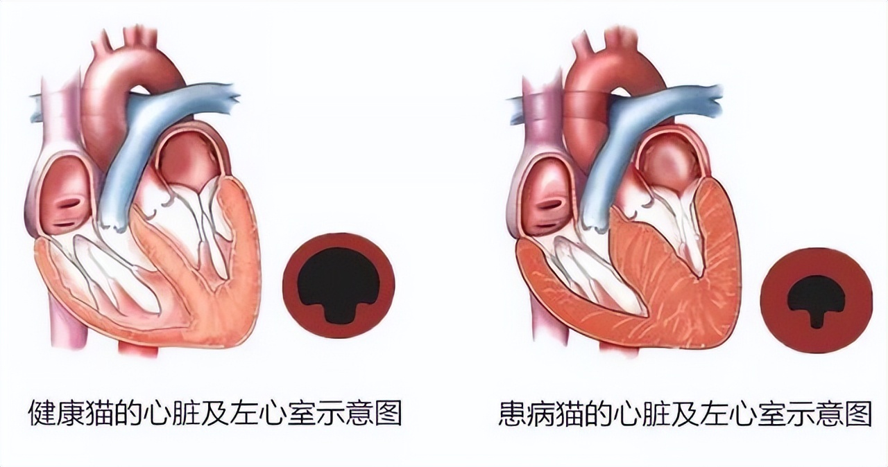 猫咪出现这5种异常表现,就很可能患上了心脏病,宠主要多加注意