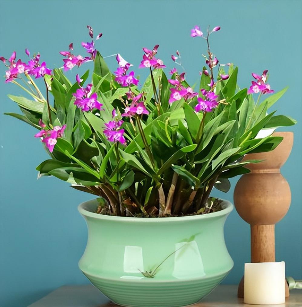 这花叫"澳洲香水石斛",香味浓烈花妖艳,能跟兰花相媲美,超赞