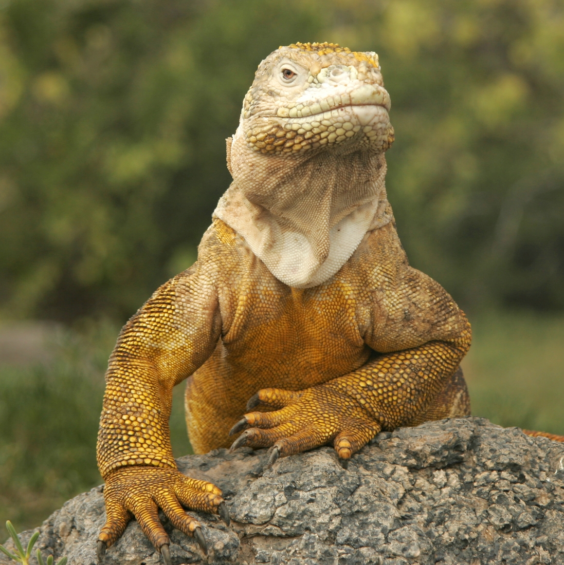 鬣蜥:谁说的?我很丑,但是我很温柔