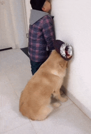 特别是一些流浪过的狗狗,它不想再去过风