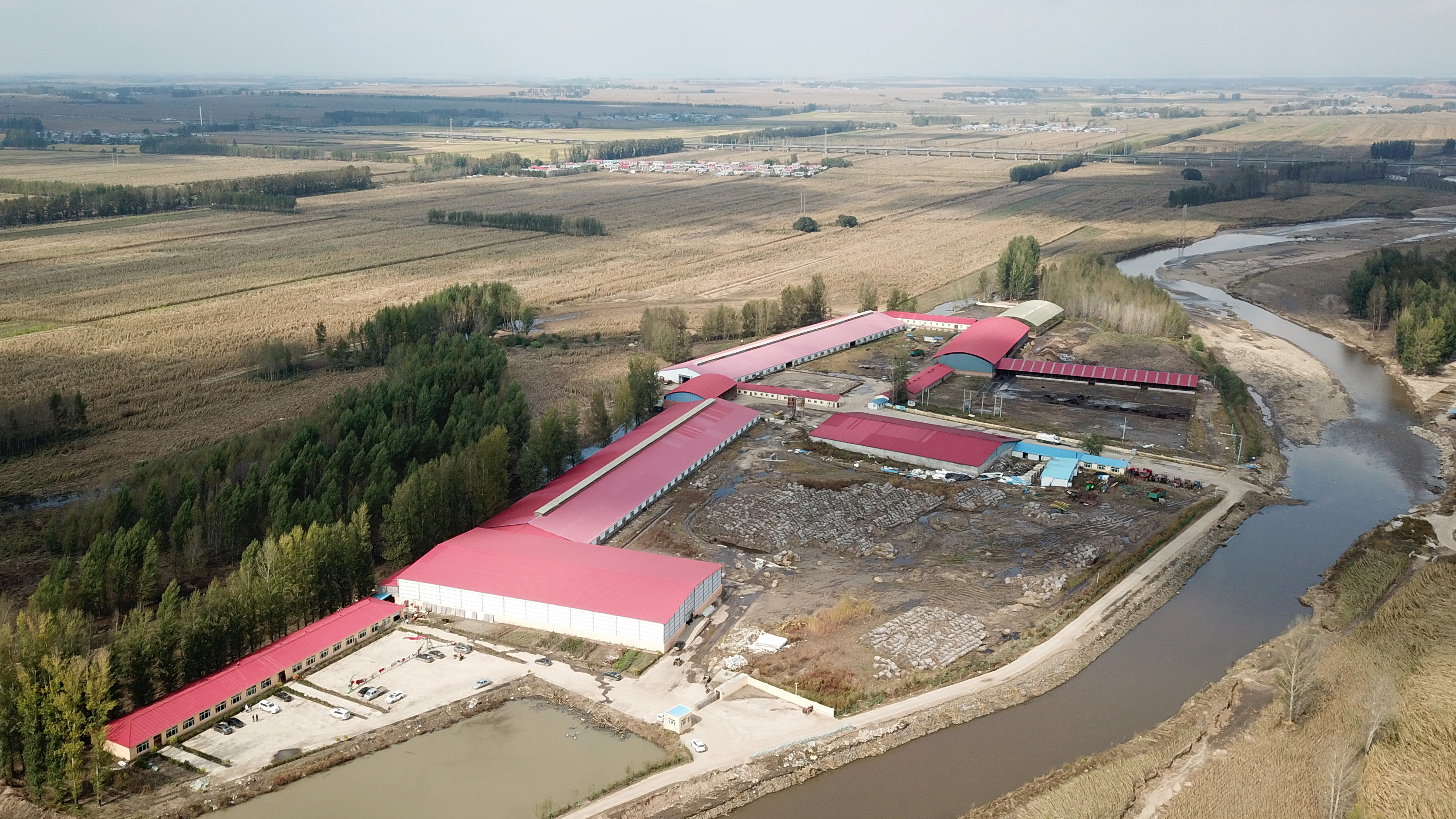 黑龙江宾县:肉牛产业助农脱贫增收