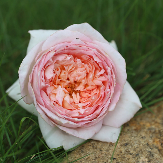 国月系列品种——粉黛