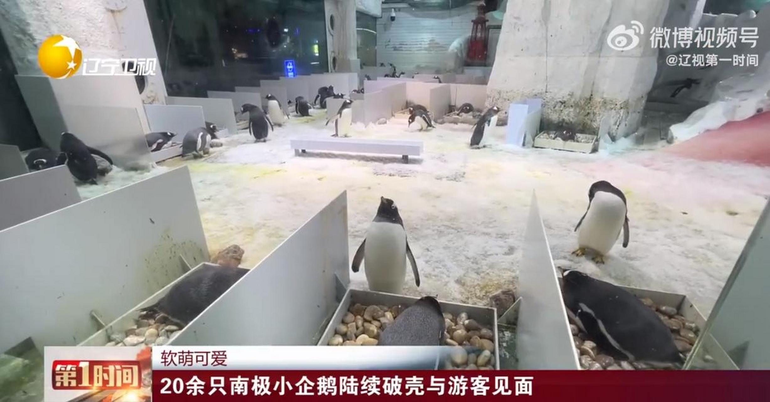 大连南极小企鹅破壳而出了大连:20余只南极小企鹅陆续破壳与游客见面