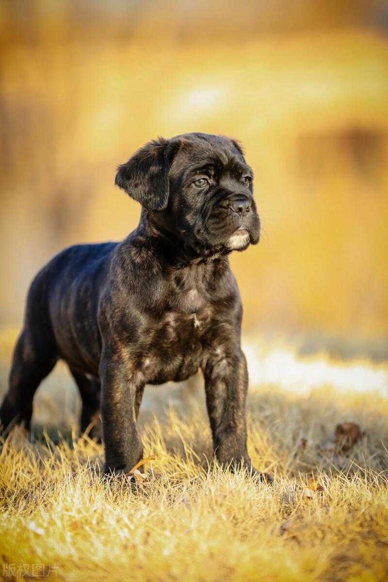 从争议到关注,剪耳朵与裁尾的卡斯罗,卡斯罗犬为什么要剪耳朵?