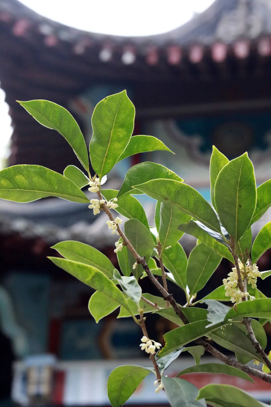 桂花叶子照片图片