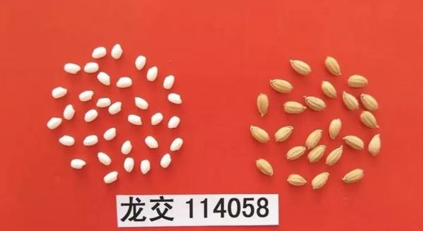 优质糯稻品种龙粳57,抗稻瘟病,高产抗倒,种糯稻首选品种