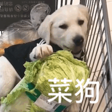 继冰墩墩后,菜狗,火成了ip顶流!