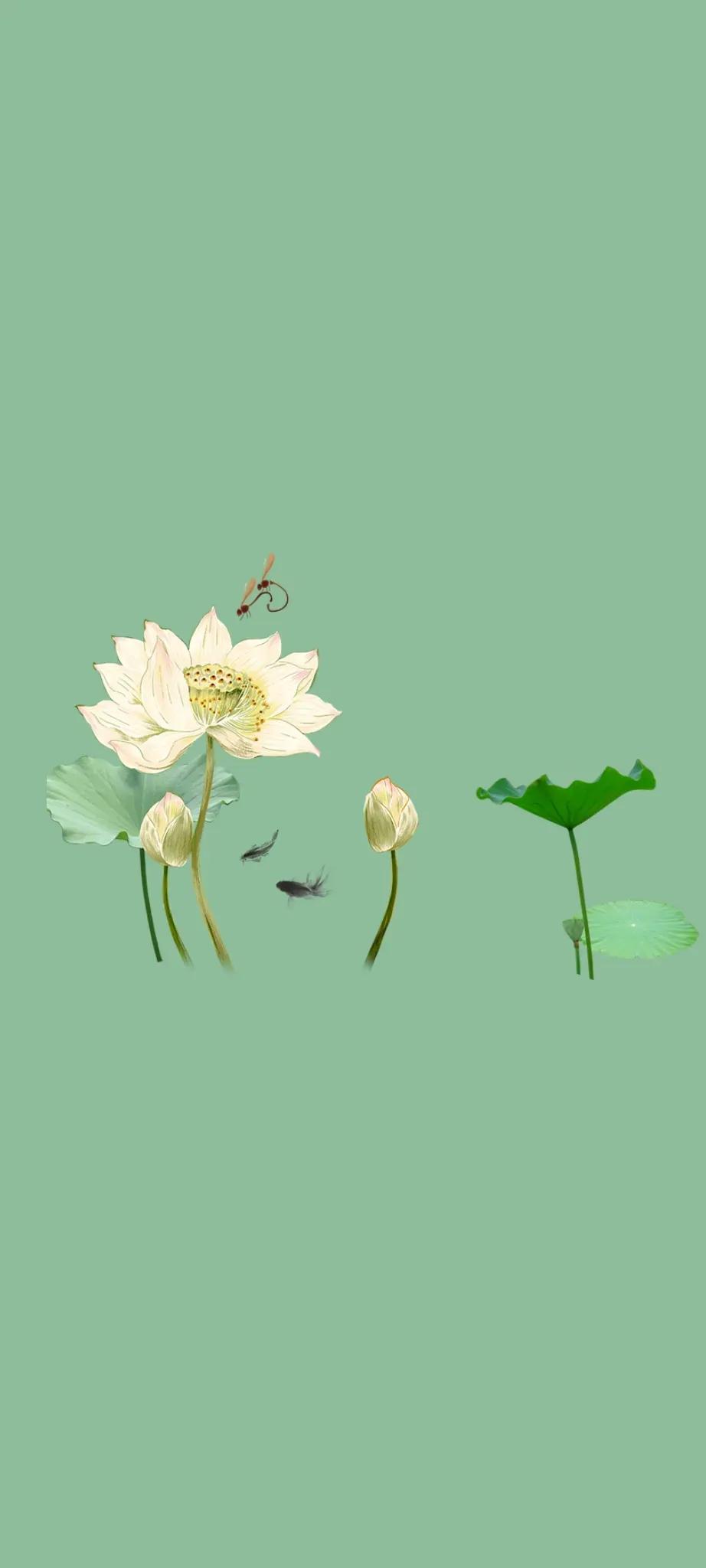 清新绿色护眼荷花壁纸