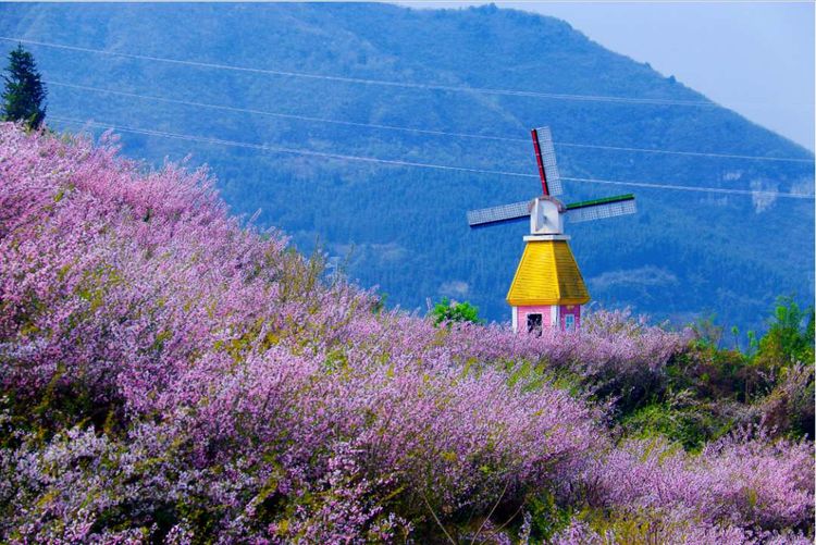 百花即将绽放快来贵州桐梓旅游浪漫花海等你来逍遥