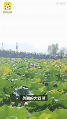 热点|“怕忘记这个感觉”11岁男孩游西湖时突然蹲下写作文，评论亮了