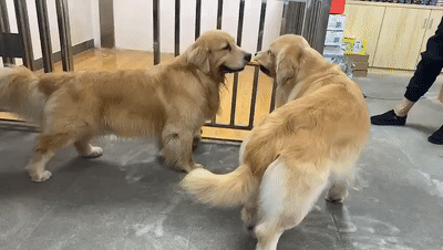 两只狗狗一直嘴对着嘴,凑近一看,笑疯了!