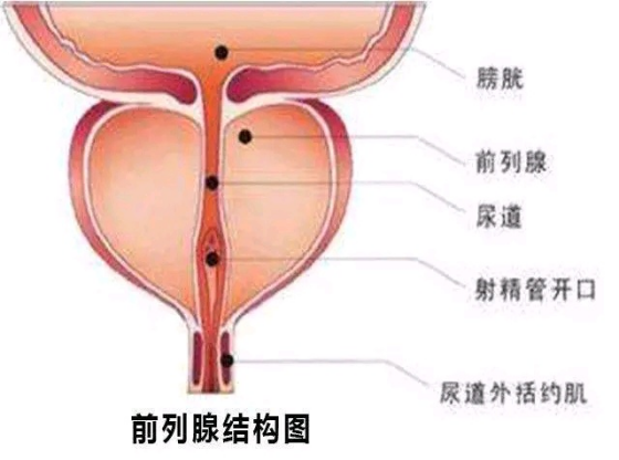 男性身体 部位图片