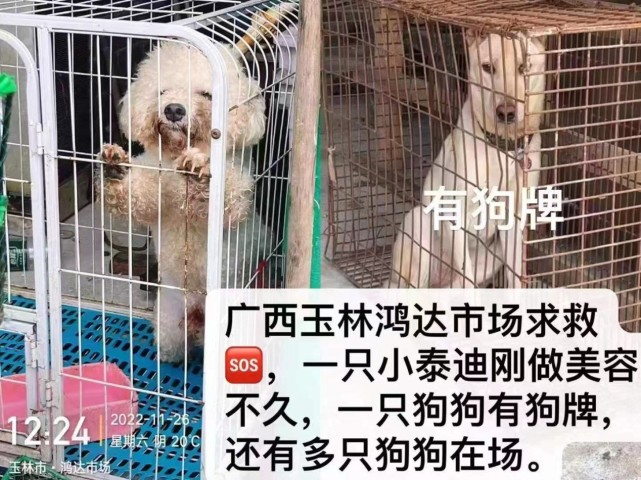 廣西玉林鴻達市場:品種犬當街屠宰在售竟無人監管?