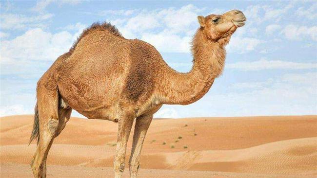骆驼主要在北美洲活动,后来经过漫长的迁徙,终于抵达了亚洲和非洲
