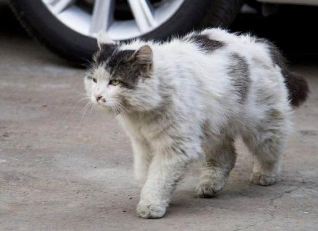 被猫抓了一下会得"狂犬病"吗?