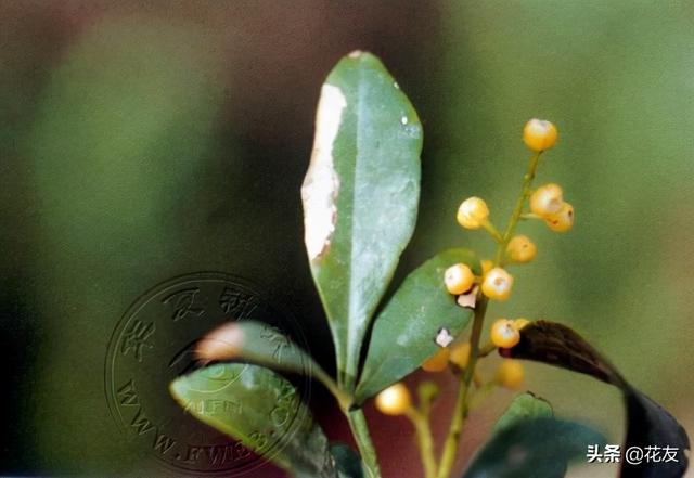 花香之王——米蘭花七種常見病蟲害的識別 防治