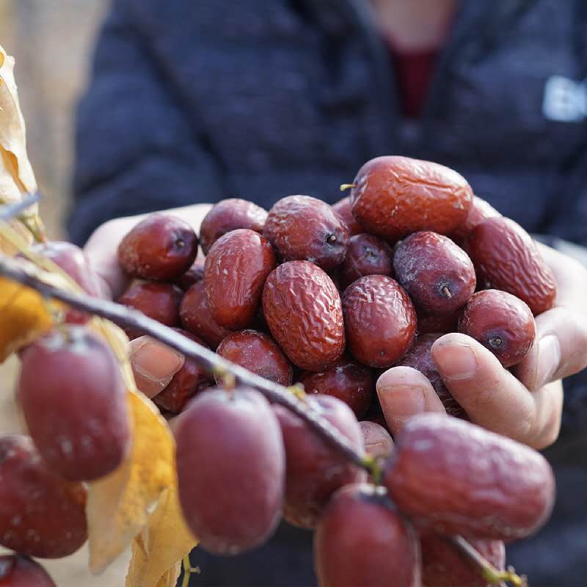 被央视曝光的"楼兰圣果,是炒作还是实至名归?真相终于被发现
