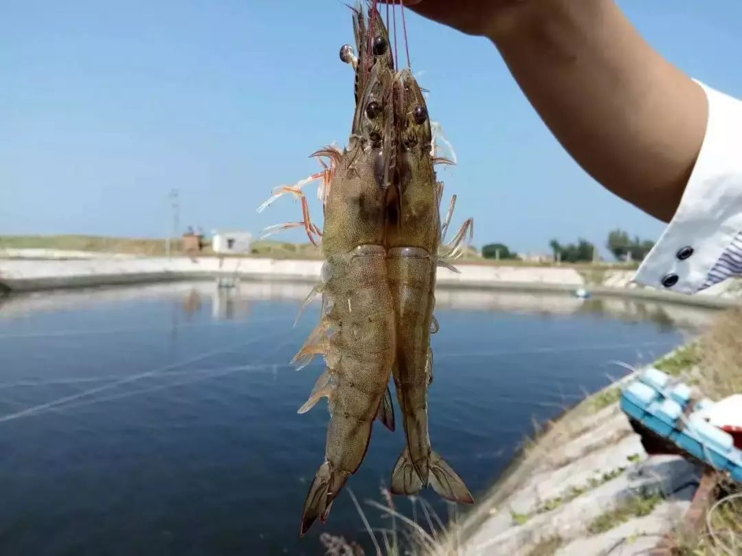 淡水虾的养殖需要哪些条件?8年养虾人的一些技巧,让你少走弯路