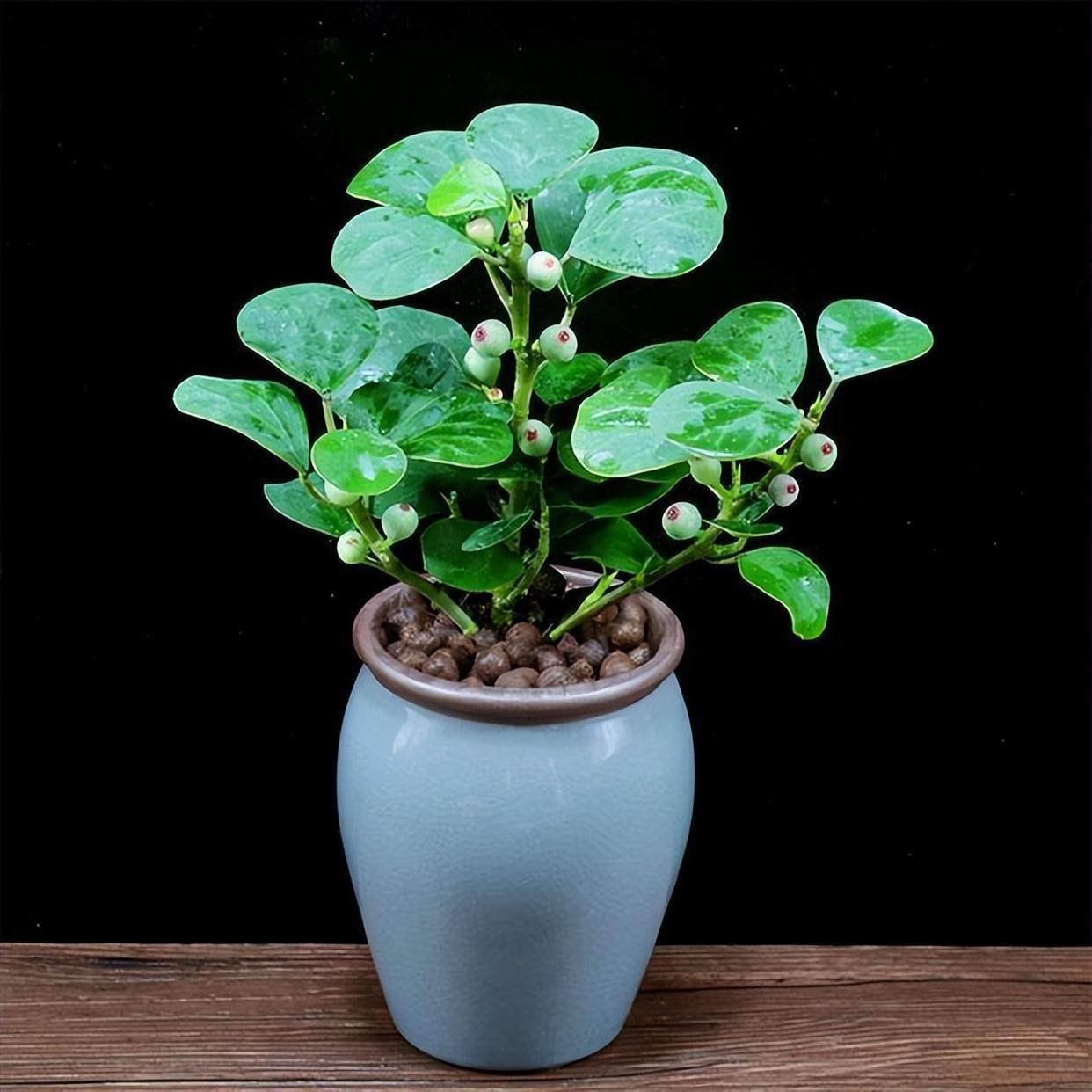 精品盆栽——小盼菩提