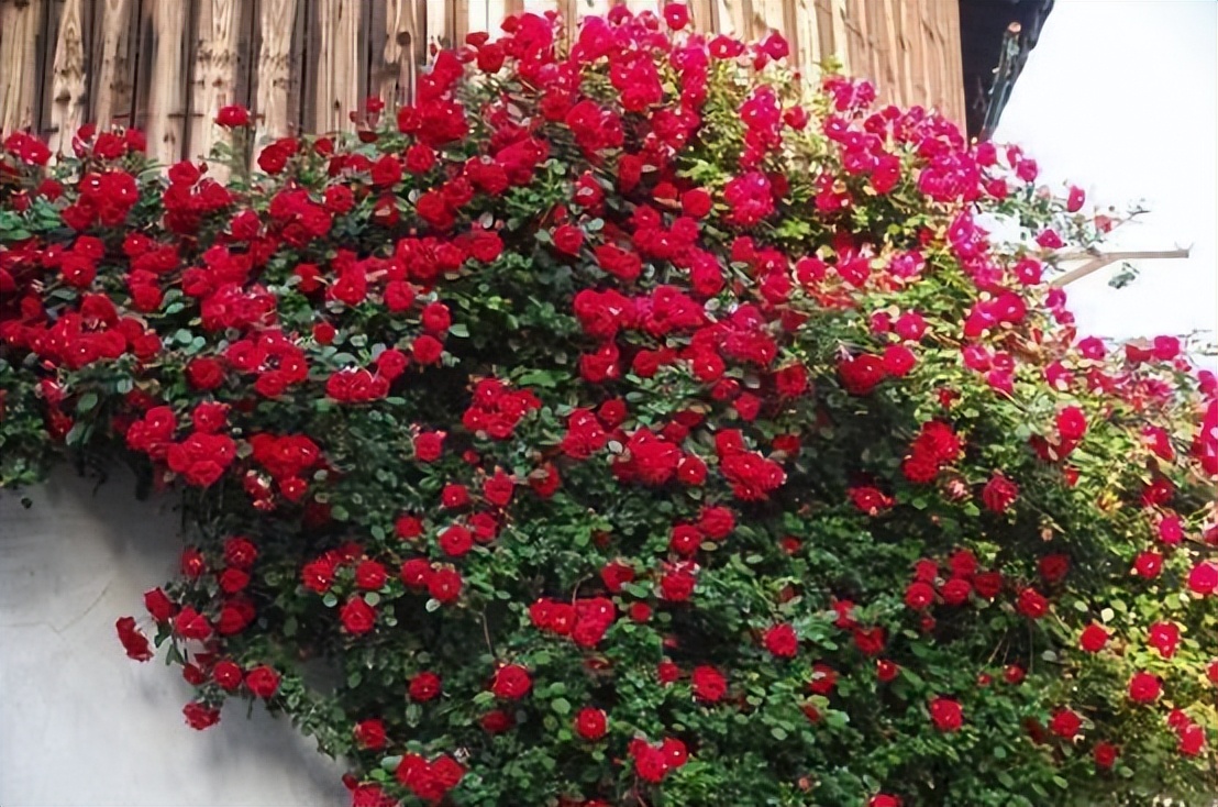 易成活,开花多,家中养几株甜蜜红木香,让你感受花海氛围