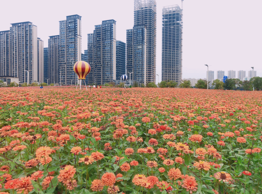 在南昌的花海里躺平,一键开启快乐周末