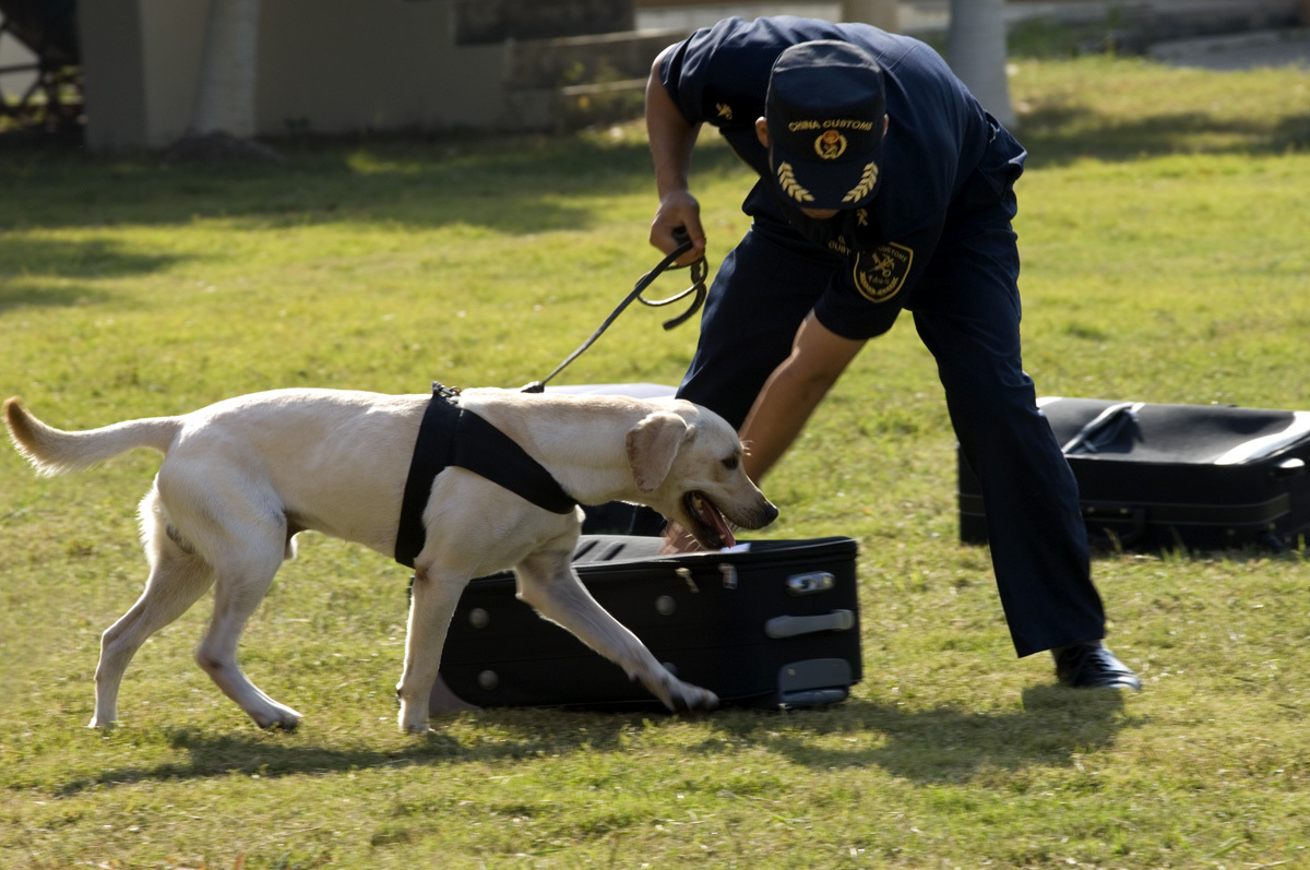 《犬王》导演姚守岗:为艺术炸死功勋犬,笑着说心里其实也不好受