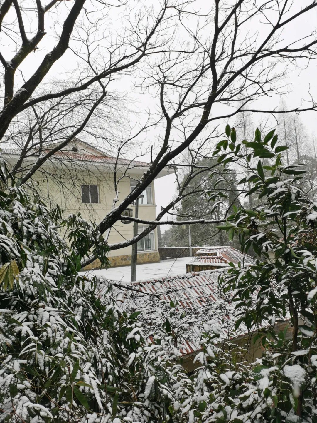 重庆人请查收,南山,铁山坪,圣灯山下雪了!