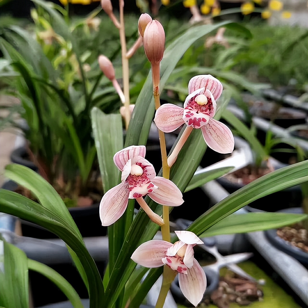 四季兰名花——东方红荷,花型正格,花色水红,香气轻松飘满园
