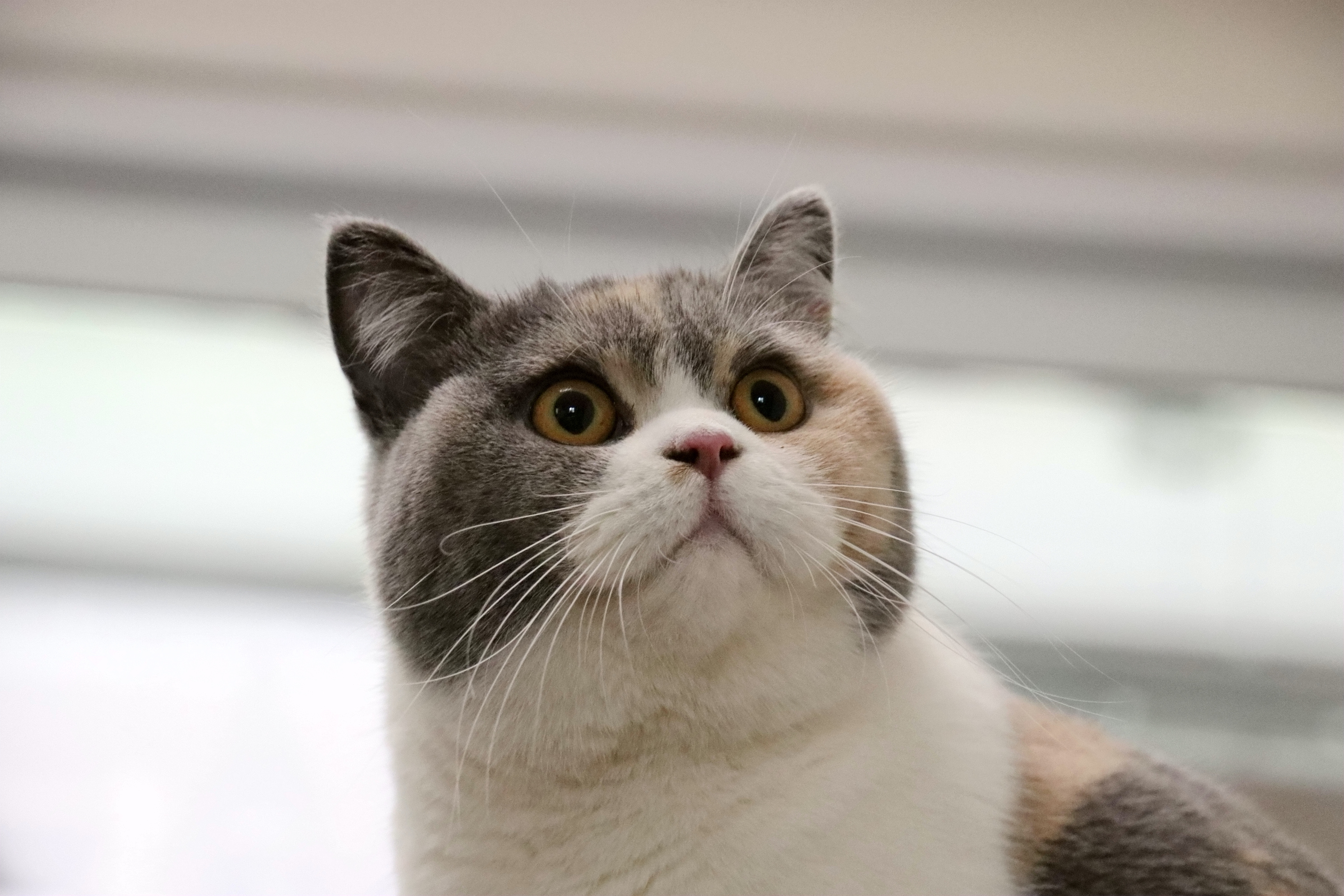 不少朋友在养猫前,都会犹豫养美短好还是英短好,毕竟这两种品种猫,是