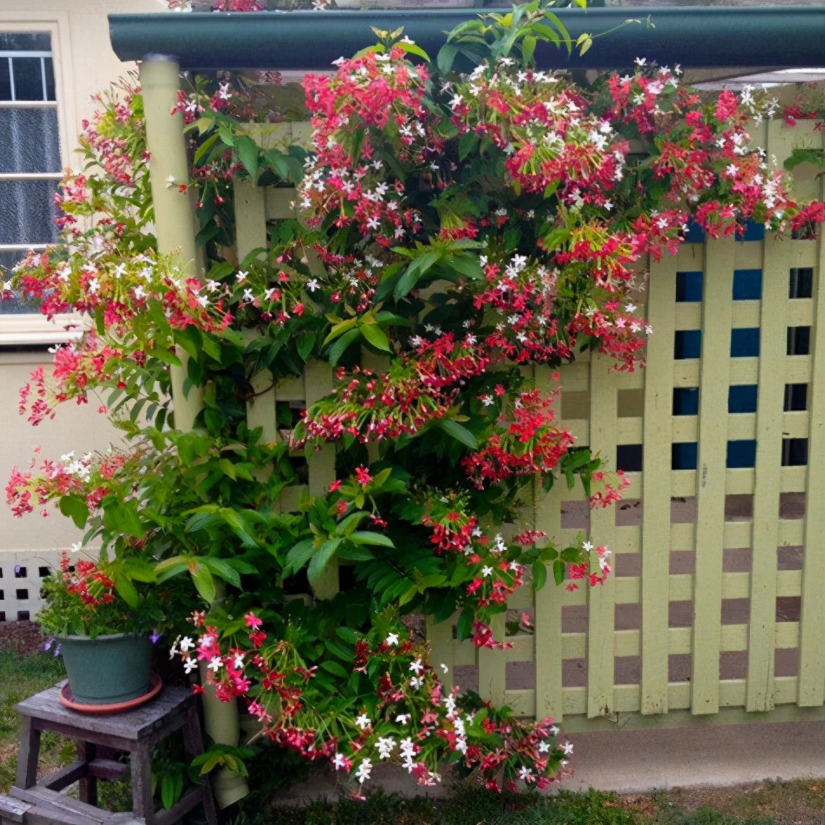 家有院子都种4种爬墙花,种植1年,年年开成花海洋