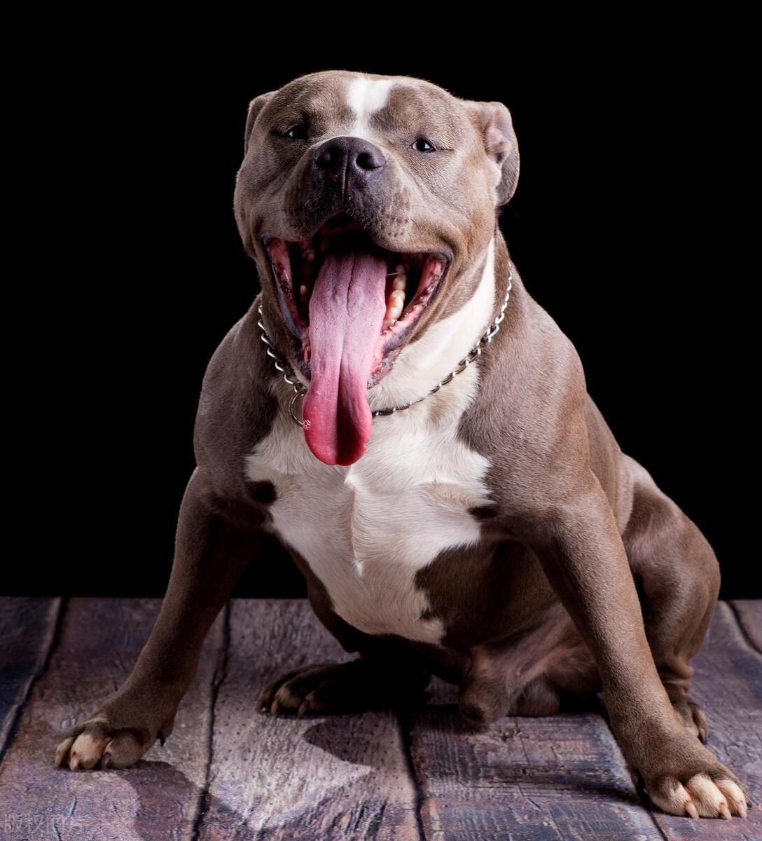 斗牛犬和恶霸犬有什么区别