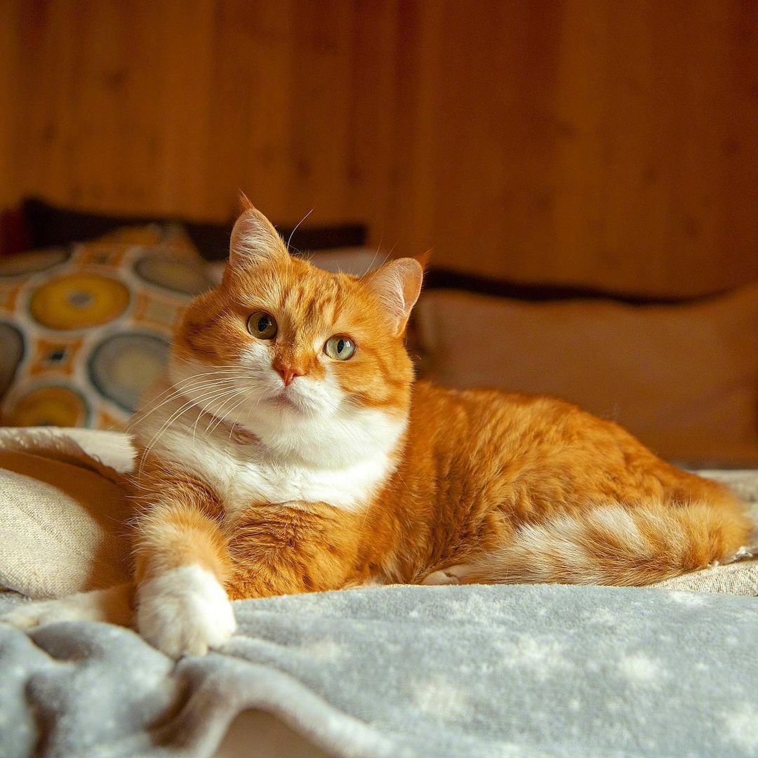 这几种猫,很吸"财气",猫旺家更旺